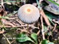 Parasola lactea-amf508